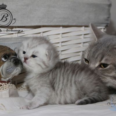 Réglisse Of British Archanges