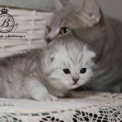 Réglisse Of British Archanges