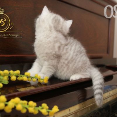 Réglisse Of British Archanges