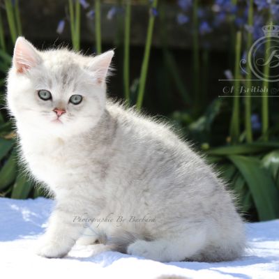 Réglisse Of British Archanges