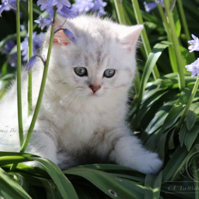 Réglisse Of British Archanges