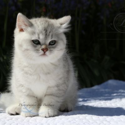 Réglisse Of British Archanges