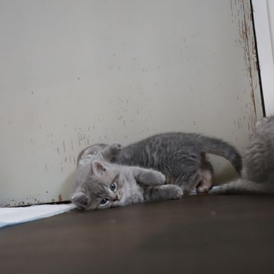 Les Trésors Archanges