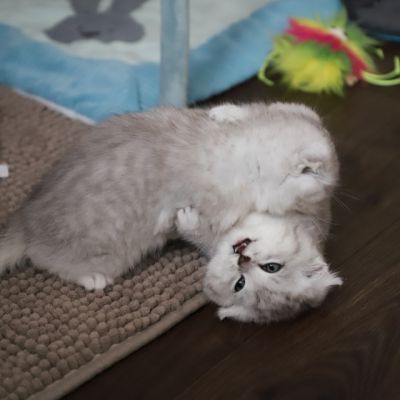 Les Trésors Archanges