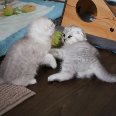 Les Trésors Archanges