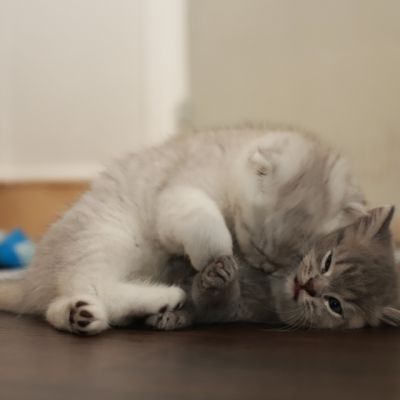 Les Trésors Archanges