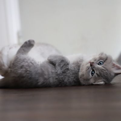 Les Trésors Archanges