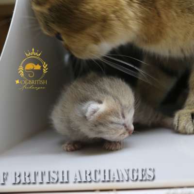 Ugho Of British Archanges