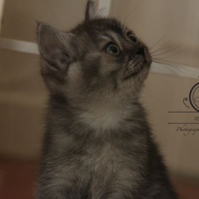 Only one of british archanges