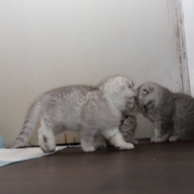 Les Trésors Archanges