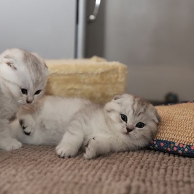 Les Trésors Archanges