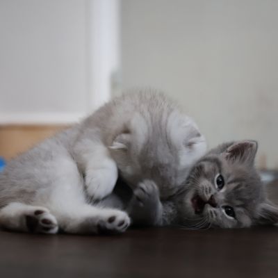 Les Trésors Archanges