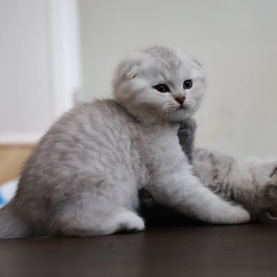 Les Trésors Archanges