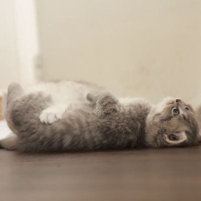 Les Trésors Archanges