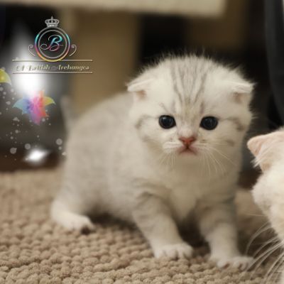 Nos archanges nées le 12 mai 2022