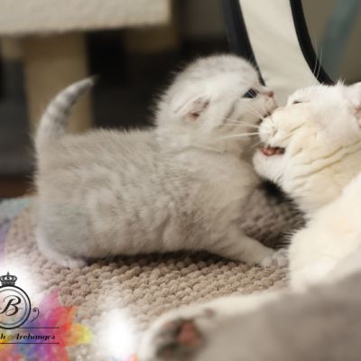 Nos archanges nées le 12 mai 2022