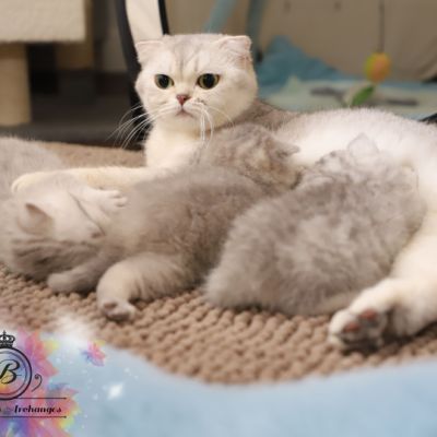 Nos archanges nées le 12 mai 2022