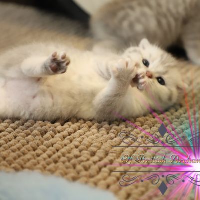 Nos archanges nées le 12 mai 2022