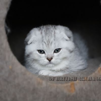 Tess Of British Archanges