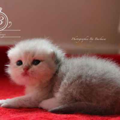 Phoebie Of British Archanges