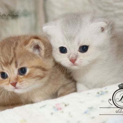 Phoîbé Of British Archanges