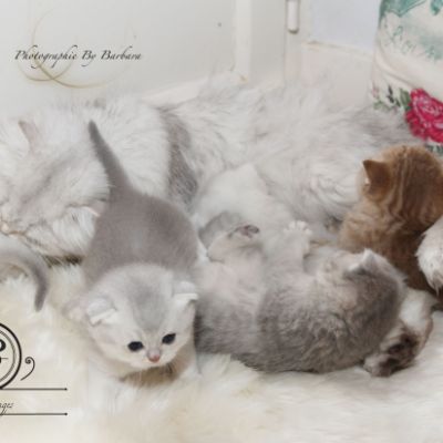 Phoîbé Of British Archanges