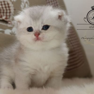 Phoîbé Of British Archanges