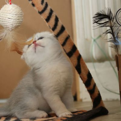 Phoebie Of British Archanges