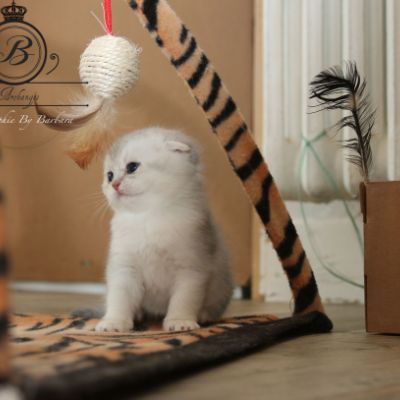 Phoebie Of British Archanges