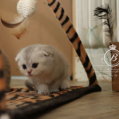 Phoebie Of British Archanges