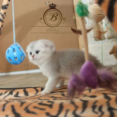 Phoebie Of British Archanges