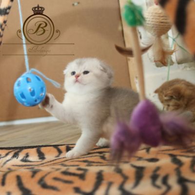 Phoebie Of British Archanges