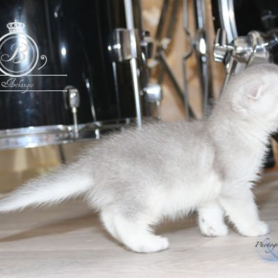 Phoebie Of British Archanges