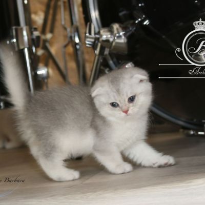 Phoebie Of British Archanges