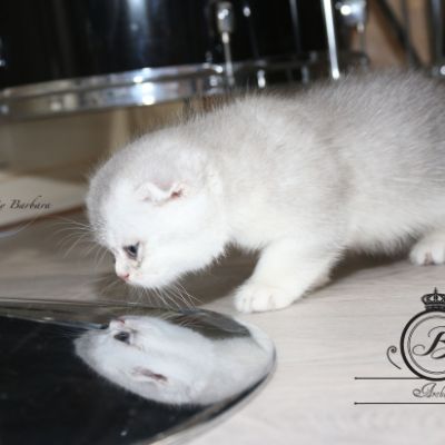 Phoebie Of British Archanges