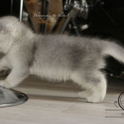 Phoebie Of British Archanges