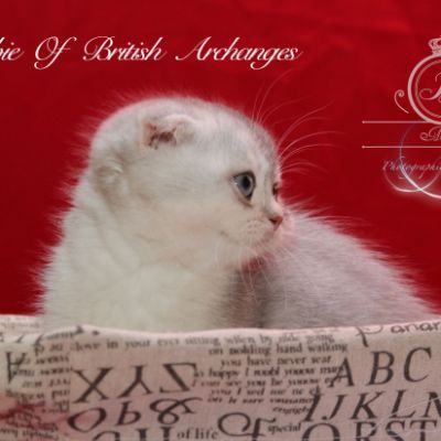 Phoebie Of British Archanges