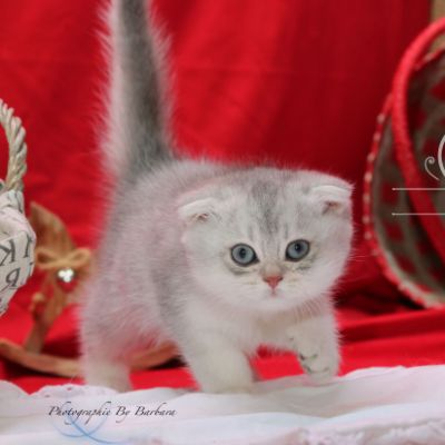 Phoebie Of British Archanges