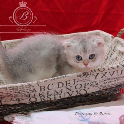 Phoebie Of British Archanges