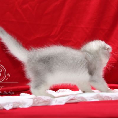 Phoebie Of British Archanges