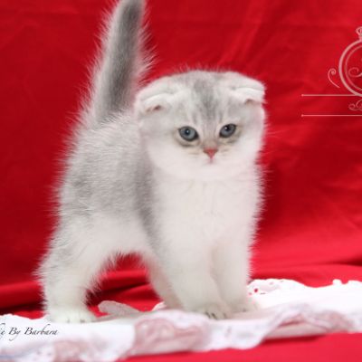 Phoebie Of British Archanges