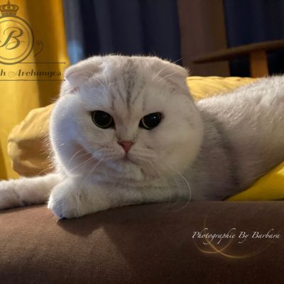 Papyrus Of British Archanges