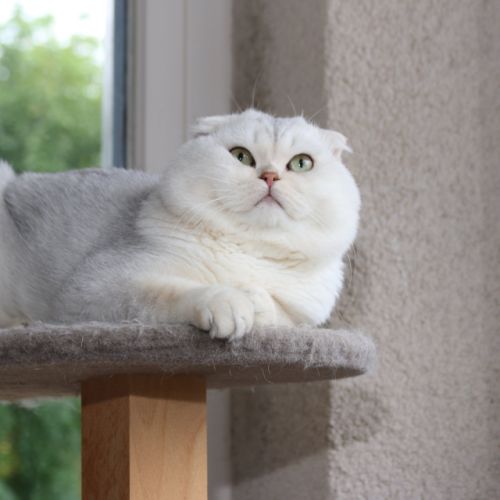 Papyrus Of British Archanges