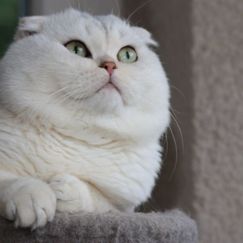 Papyrus Of British Archanges