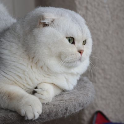 Papyrus Of British Archanges