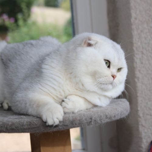 Papyrus Of British Archanges