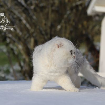 Papyrus Of British Archanges