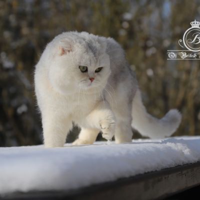 Papyrus Of British Archanges