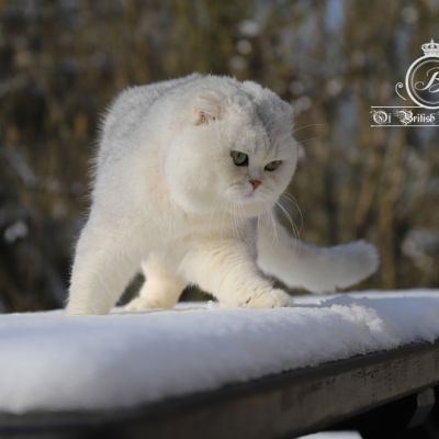 Papyrus Of British Archanges