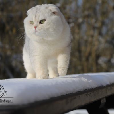 Papyrus Of British Archanges